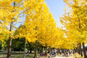 学びの森、イチョウ、紅葉、黄葉、11月秋、岐阜県各務原市の観光・撮影スポットの画像と写真