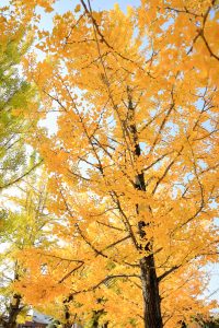 学びの森、イチョウ、紅葉、黄葉、11月秋、岐阜県各務原市の観光・撮影スポットの画像と写真