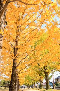 学びの森、イチョウ、紅葉、黄葉、11月秋、岐阜県各務原市の観光・撮影スポットの画像と写真