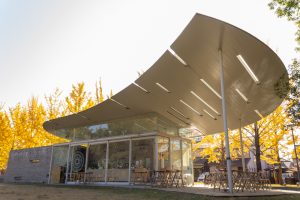 学びの森、イチョウ、紅葉、黄葉、11月秋、岐阜県各務原市の観光・撮影スポットの画像と写真