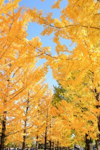 学びの森、イチョウ、紅葉、黄葉、11月秋、岐阜県各務原市の観光・撮影スポットの画像と写真
