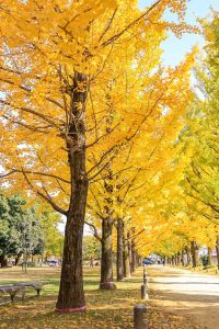 学びの森、イチョウ、紅葉、黄葉、11月秋、岐阜県各務原市の観光・撮影スポットの画像と写真