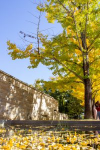 学びの森、イチョウ、紅葉、黄葉、11月秋、岐阜県各務原市の観光・撮影スポットの画像と写真