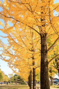 学びの森、イチョウ、紅葉、黄葉、11月秋、岐阜県各務原市の観光・撮影スポットの画像と写真