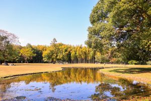 学びの森、イチョウ、紅葉、黄葉、11月秋、岐阜県各務原市の観光・撮影スポットの画像と写真
