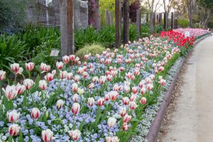 名城公園、チューリップ、4月の春の花、名古屋市北区の観光・撮影スポットの画像と写真