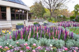 名城公園、4月の春の花、名古屋市北区の観光・撮影スポットの画像と写真