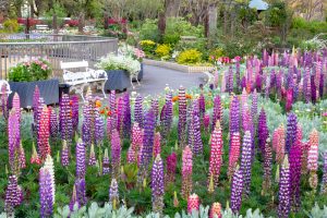 名城公園、4月の春の花、名古屋市北区の観光・撮影スポットの画像と写真