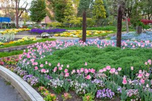 名城公園、チューリップ、4月の春の花、名古屋市北区の観光・撮影スポットの画像と写真