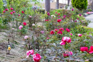名城公園、4月の春の花、名古屋市北区の観光・撮影スポットの画像と写真