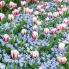 名城公園、チューリップ、4月の春の花、名古屋市北区の観光・撮影スポットの画像と写真