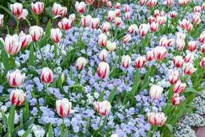 名城公園、チューリップ、4月の春の花、名古屋市北区の観光・撮影スポットの画像と写真