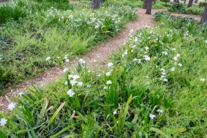 名城公園、4月の春の花、名古屋市北区の観光・撮影スポットの画像と写真