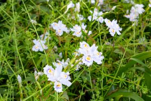 名城公園、4月の春の花、名古屋市北区の観光・撮影スポットの画像と写真