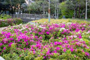名城公園、つつじ、4月の春の花、名古屋市北区の観光・撮影スポットの画像と写真