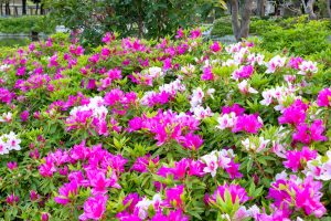 名城公園、つつじ、4月の春の花、名古屋市北区の観光・撮影スポットの画像と写真