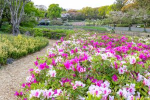 名城公園、つつじ、4月の春の花、名古屋市北区の観光・撮影スポットの画像と写真
