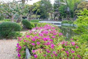 名城公園、つつじ、4月の春の花、名古屋市北区の観光・撮影スポットの画像と写真