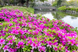 名城公園、つつじ、4月の春の花、名古屋市北区の観光・撮影スポットの画像と写真