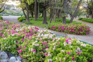 名城公園、つつじ、4月の春の花、名古屋市北区の観光・撮影スポットの画像と写真