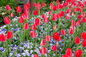 名城公園、チューリップ、4月の春の花、名古屋市北区の観光・撮影スポットの画像と写真