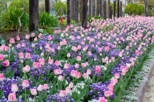 名城公園、チューリップ、4月の春の花、名古屋市北区の観光・撮影スポットの画像と写真