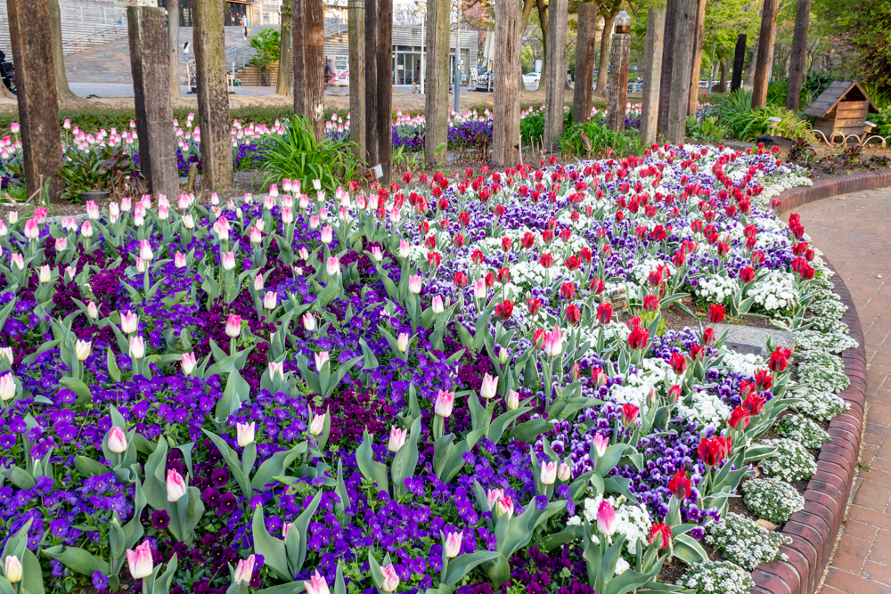 名城公園、チューリップ、4月の春の花、名古屋市北区の観光・撮影スポットの画像と写真