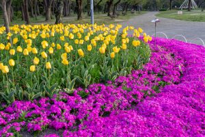 名城公園、4月の春の花、名古屋市北区の観光・撮影スポットの画像と写真