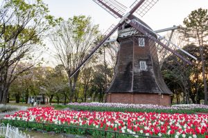 名城公園、オランダ風車、4月の春の花、名古屋市北区の観光・撮影スポットの画像と写真