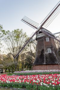 名城公園、オランダ風車、4月の春の花、名古屋市北区の観光・撮影スポットの画像と写真