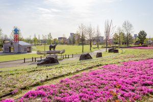 ミササガパーク、芝桜、4月春の花、愛知県刈谷市の観光・撮影スポットの画像と写真