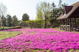 ミササガパーク、芝桜、4月春の花、愛知県刈谷市の観光・撮影スポットの画像と写真