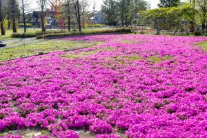 ミササガパーク、芝桜、4月春の花、愛知県刈谷市の観光・撮影スポットの画像と写真
