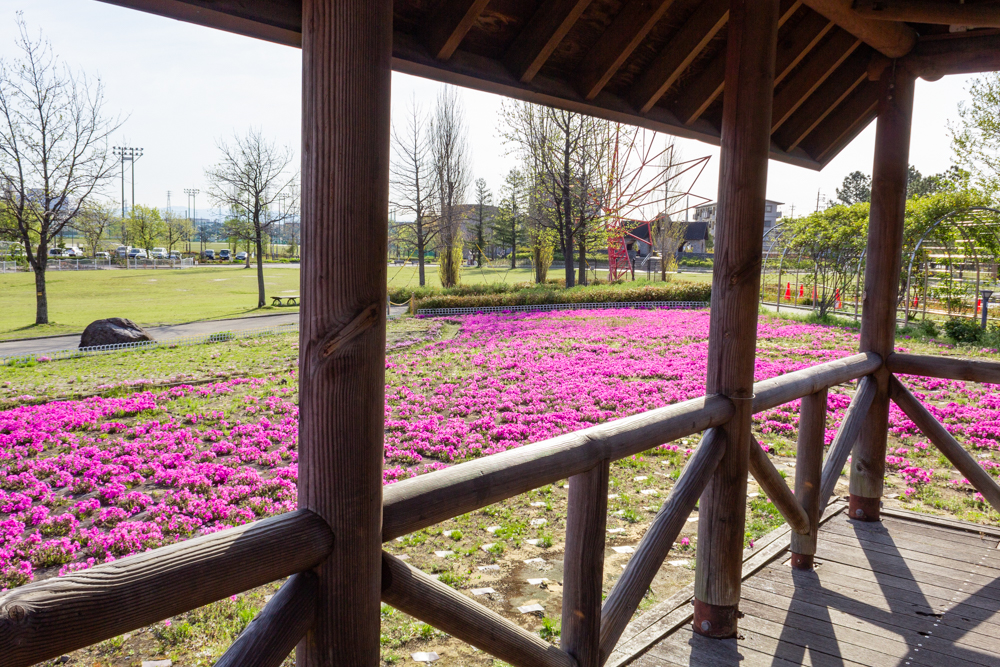 ミササガパーク、芝桜、4月春の花、愛知県刈谷市の観光・撮影スポットの画像と写真