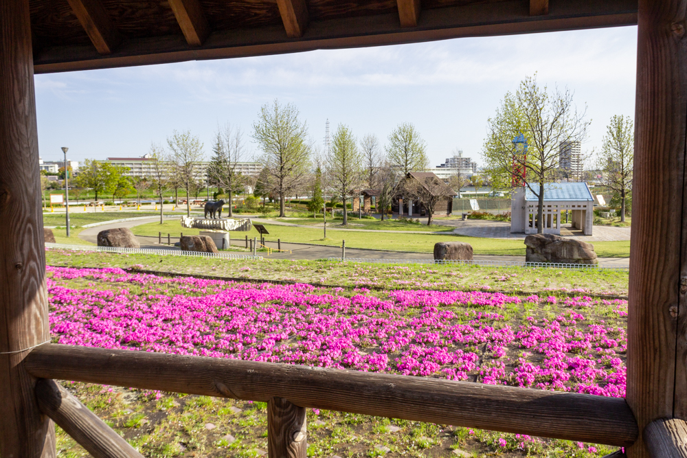 ミササガパーク、芝桜、4月春の花、愛知県刈谷市の観光・撮影スポットの画像と写真