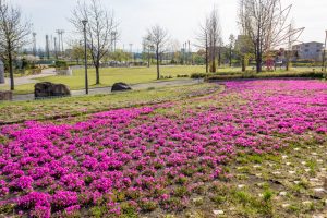 ミササガパーク、芝桜、4月春の花、愛知県刈谷市の観光・撮影スポットの画像と写真