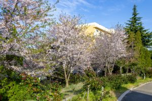 ミササガパーク、芝桜、4月春の花、愛知県刈谷市の観光・撮影スポットの画像と写真