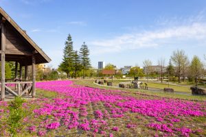 ミササガパーク、芝桜、4月春の花、愛知県刈谷市の観光・撮影スポットの画像と写真
