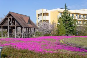 ミササガパーク、芝桜、4月春の花、愛知県刈谷市の観光・撮影スポットの画像と写真