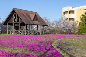 ミササガパーク、芝桜、4月春の花、愛知県刈谷市の観光・撮影スポットの画像と写真