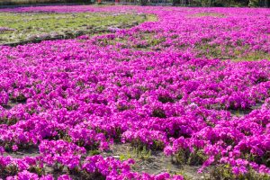 ミササガパーク、芝桜、4月春の花、愛知県刈谷市の観光・撮影スポットの画像と写真