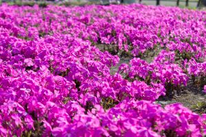 ミササガパーク、芝桜、4月春の花、愛知県刈谷市の観光・撮影スポットの画像と写真