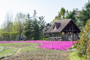 ミササガパーク、芝桜、4月春の花、愛知県刈谷市の観光・撮影スポットの画像と写真