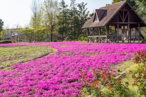 ミササガパーク、芝桜、4月春の花、愛知県刈谷市の観光・撮影スポットの画像と写真