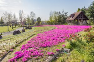 ミササガパーク、芝桜、4月春の花、愛知県刈谷市の観光・撮影スポットの画像と写真