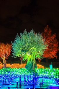 なばなの里、イルミネーション、12月冬、三重県桑名市の観光・撮影スポットの画像と写真