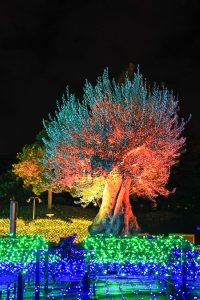 なばなの里、イルミネーション、12月冬、三重県桑名市の観光・撮影スポットの画像と写真