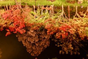なばなの里、紅葉・鏡池、12月冬、三重県桑名市の観光・撮影スポットの画像と写真