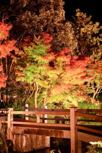 なばなの里、紅葉・鏡池、12月冬、三重県桑名市の観光・撮影スポットの画像と写真