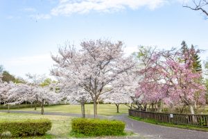 名古屋市平和公園、桜の園、3月春の花、名古屋市千種区の観光・撮影スポットの名所